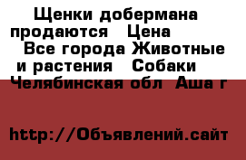 Щенки добермана  продаются › Цена ­ 45 000 - Все города Животные и растения » Собаки   . Челябинская обл.,Аша г.